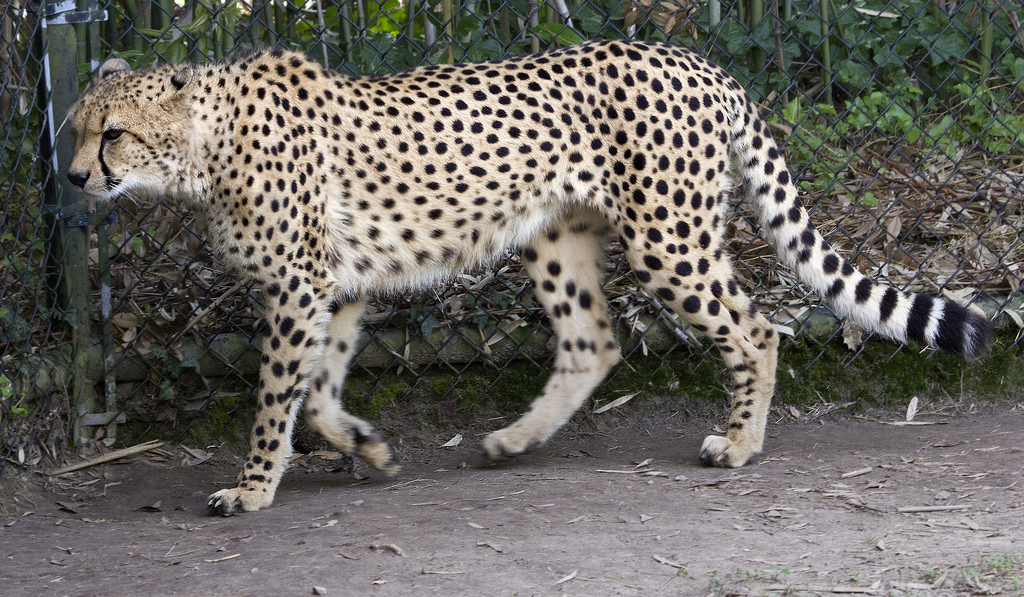 cheetah - types of animals